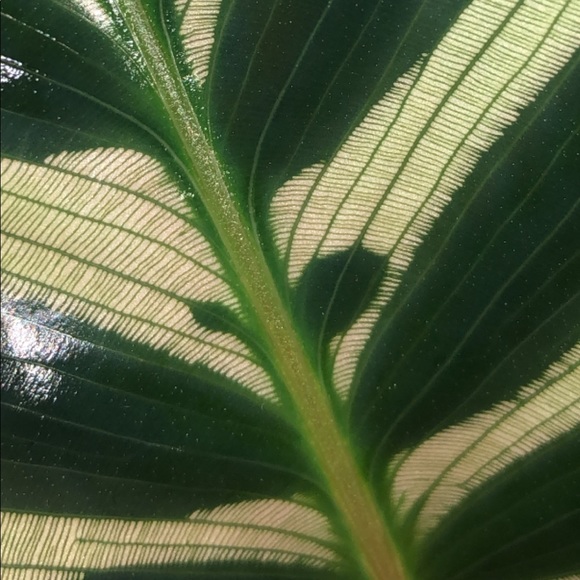 Meet your Posher, Kelso - Picture 1 of 3